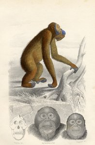 De Orang-oetan, gegraveerd door Paquien door Edouard Travies